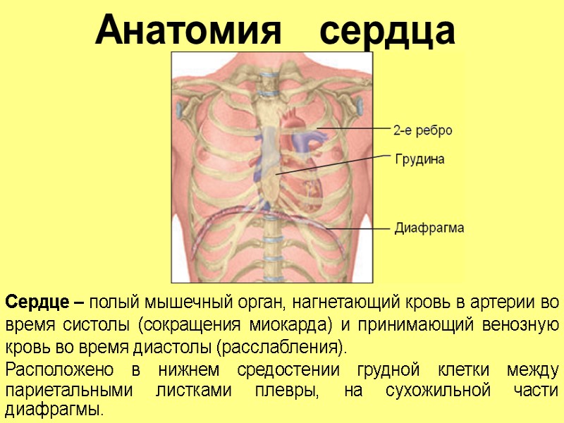 Анатомия   сердца Сердце – полый мышечный орган, нагнетающий кровь в артерии во